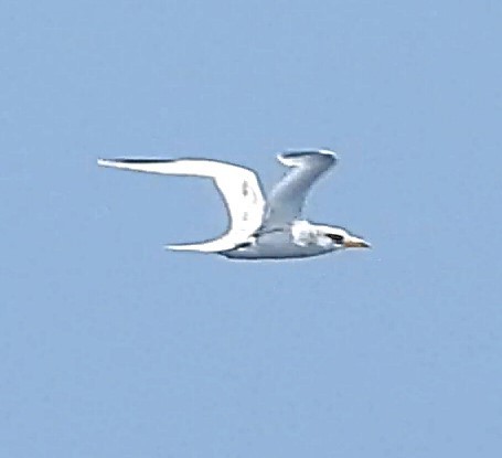 White-tailed Tropicbird - ML641794265