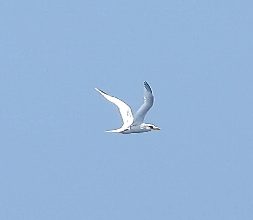 White-tailed Tropicbird - ML641794268