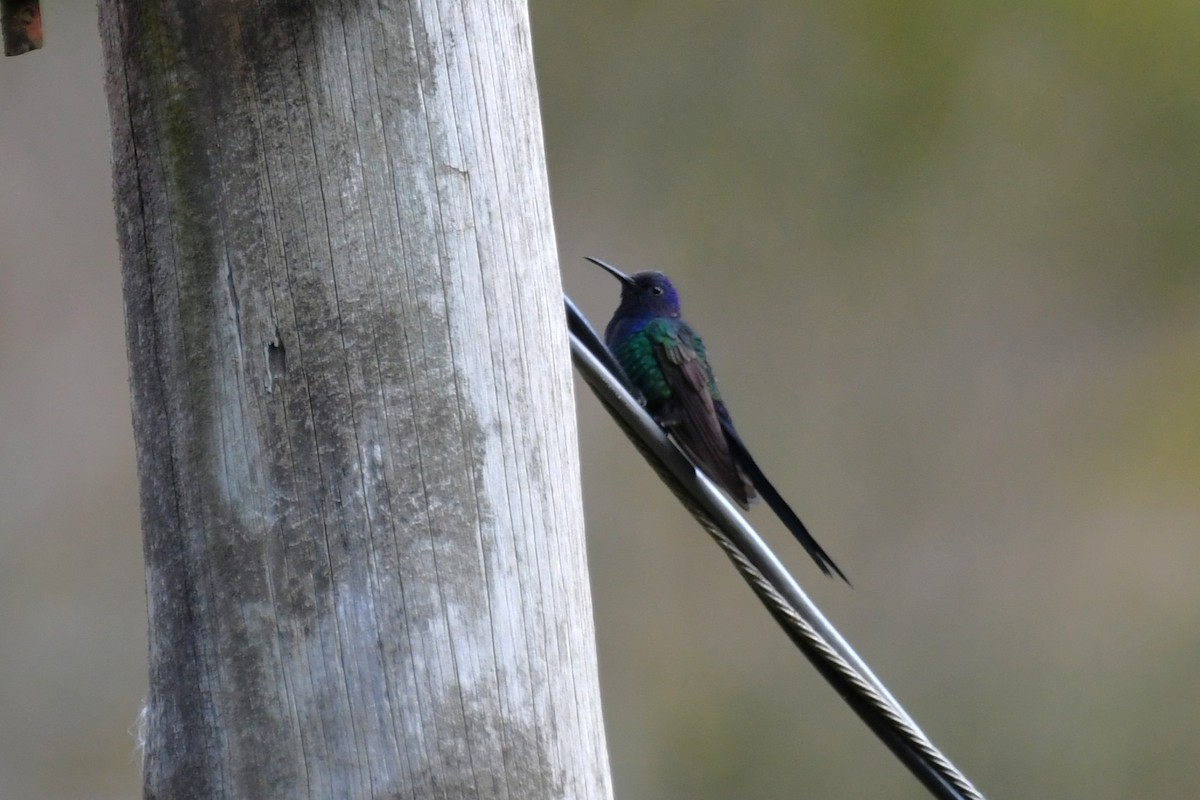 Colibrí Golondrina - ML641794269