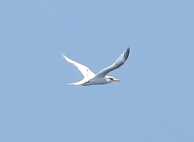 White-tailed Tropicbird - ML641794270