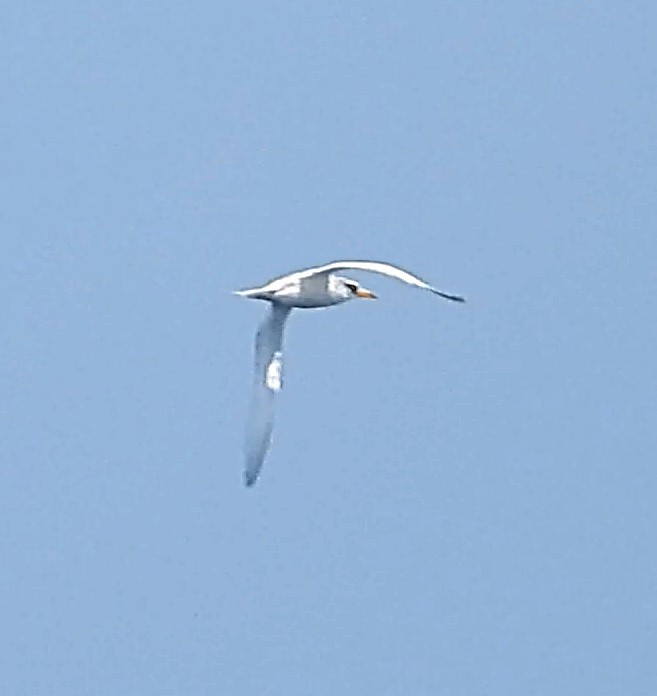 White-tailed Tropicbird - ML641794276