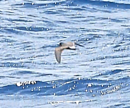 Band-rumped Storm-Petrel - ML641794280