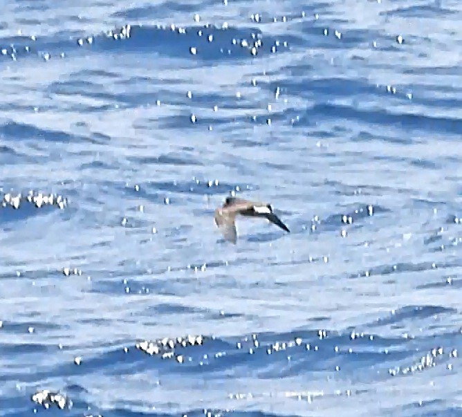 Band-rumped Storm-Petrel - ML641794286