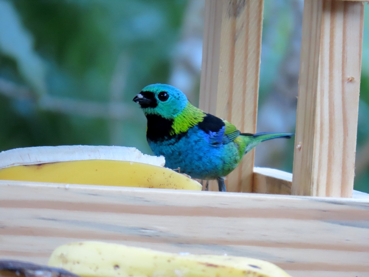 Tangara Arcoiris - ML641794296