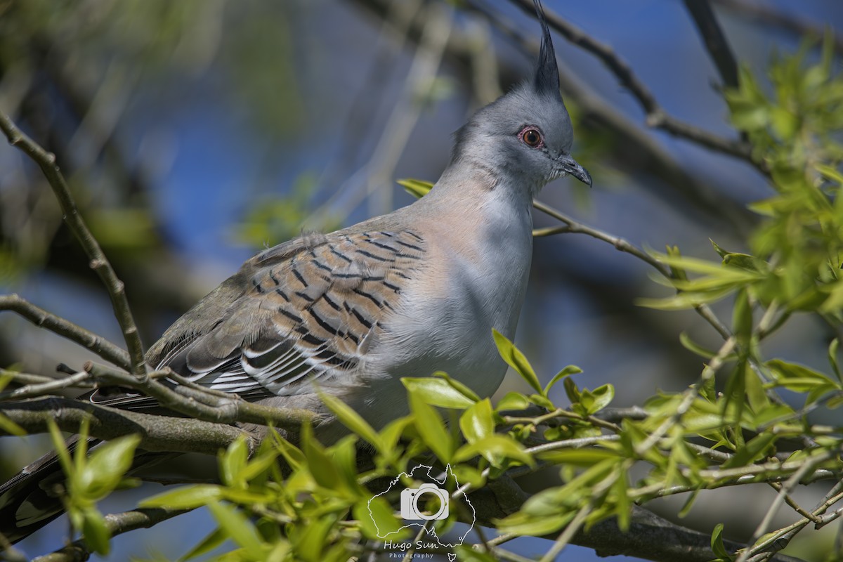 Crested Pigeon - ML641794313