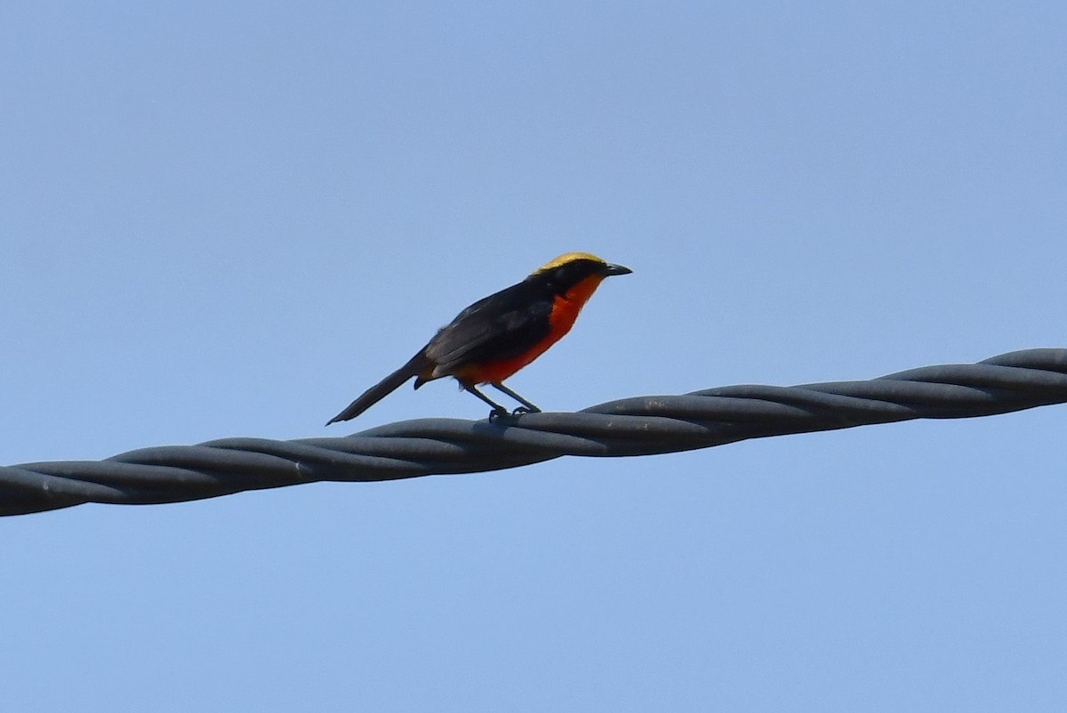 Yellow-crowned Gonolek - ML641794317