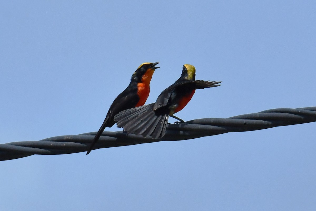 Yellow-crowned Gonolek - ML641794318