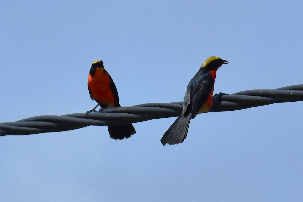 Yellow-crowned Gonolek - ML641794320