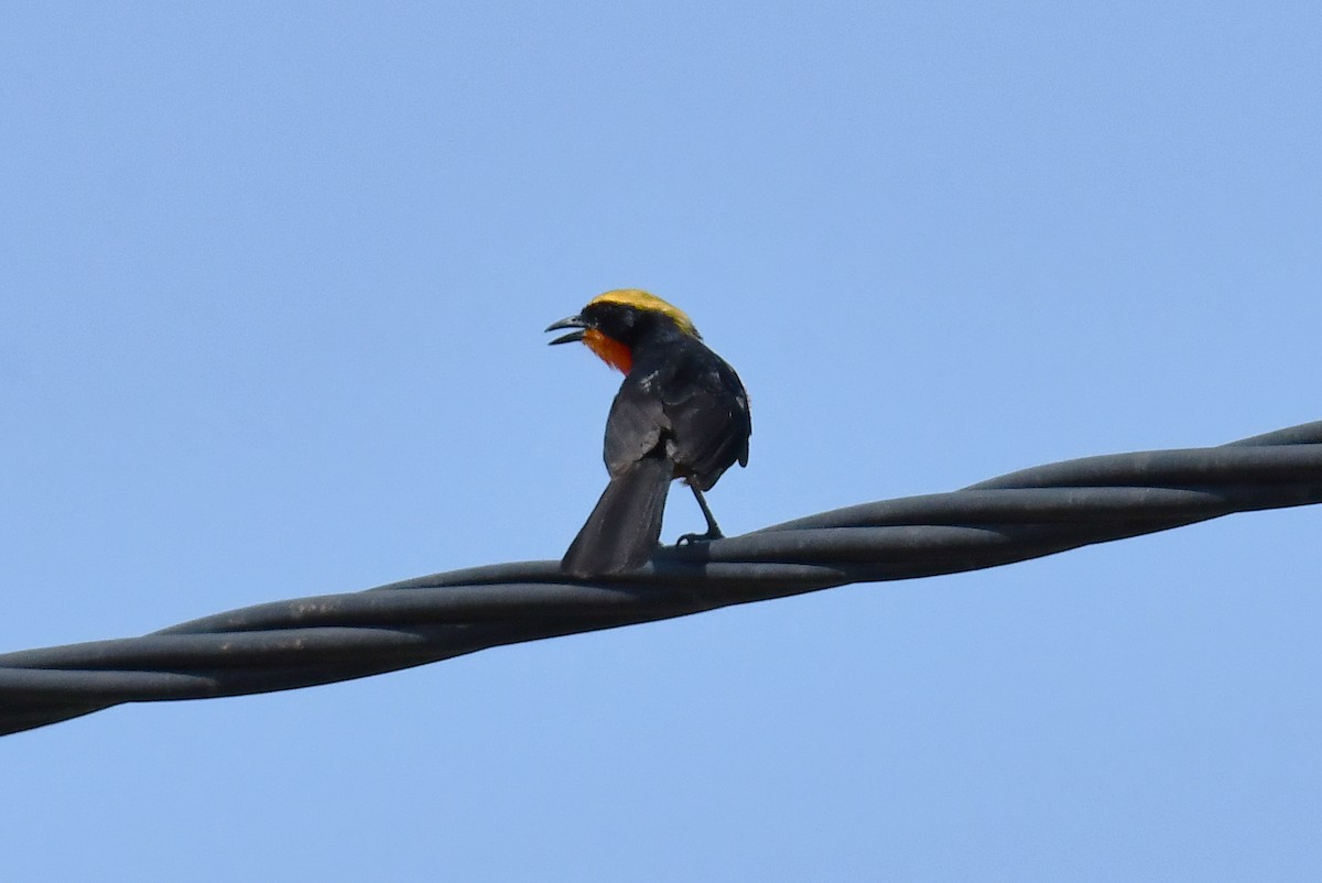 Yellow-crowned Gonolek - ML641794322