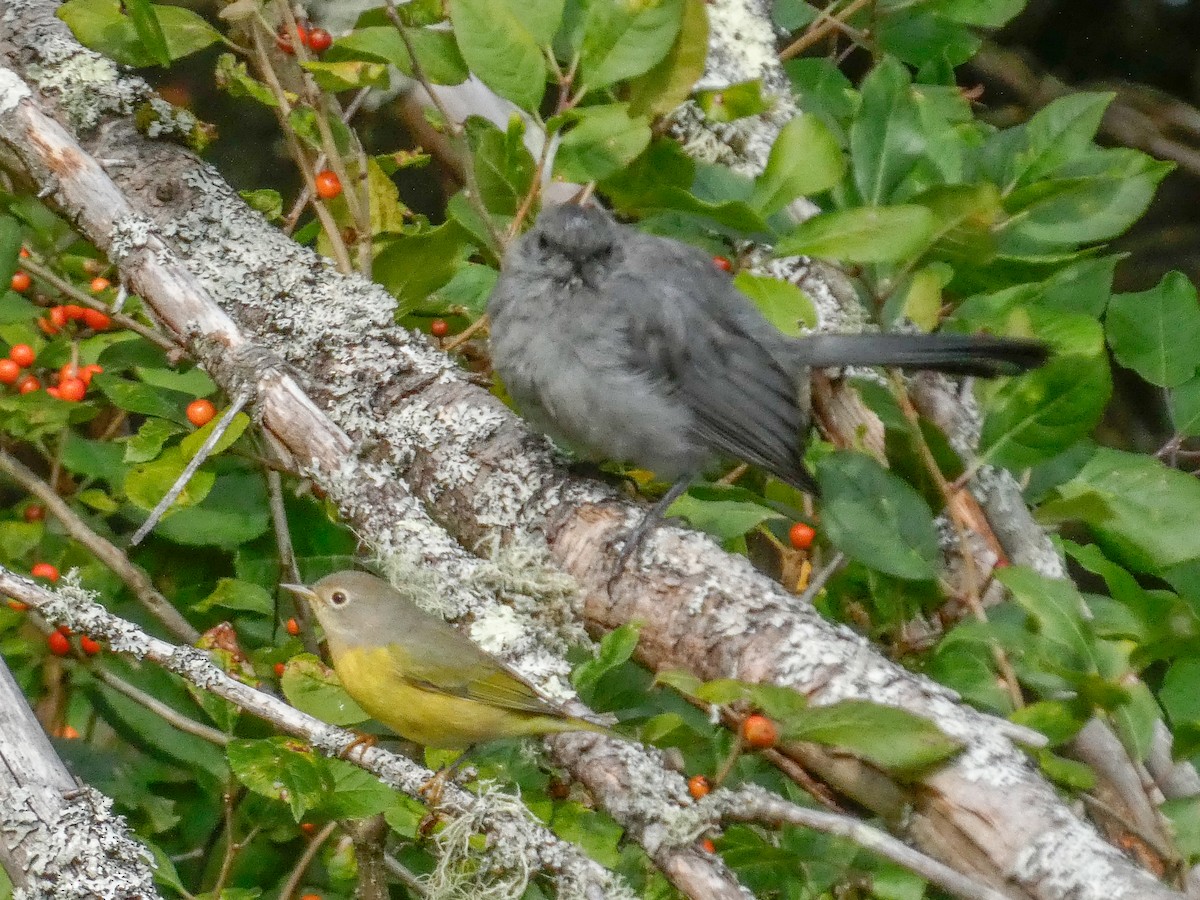 Nashville Warbler - Larry Morin