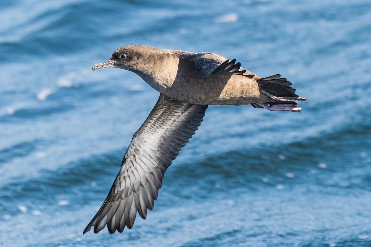 Sooty Shearwater - ML641794334