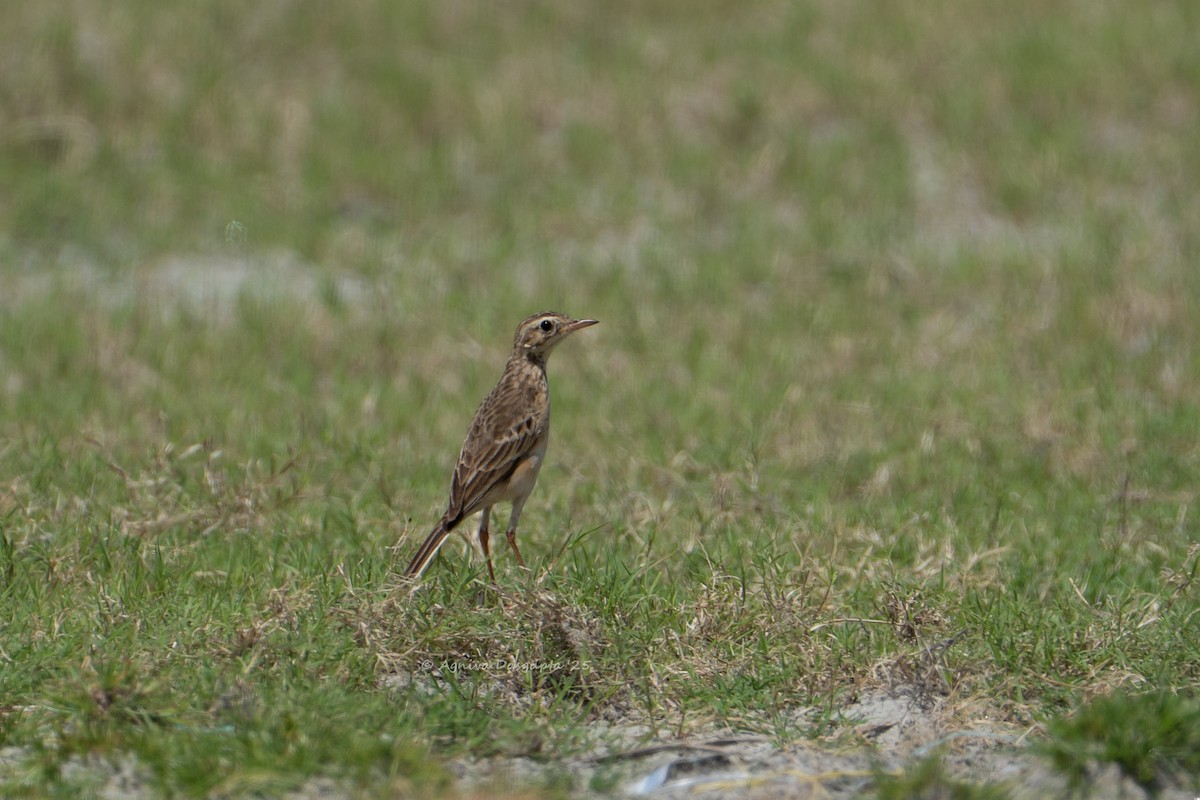 Pipit rousset - ML641794335