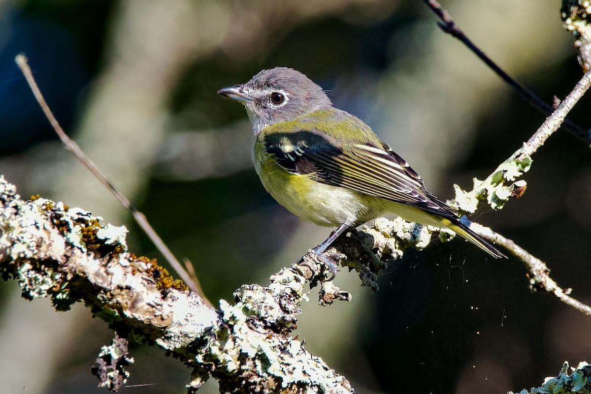 Blue-headed Vireo - ML641794343