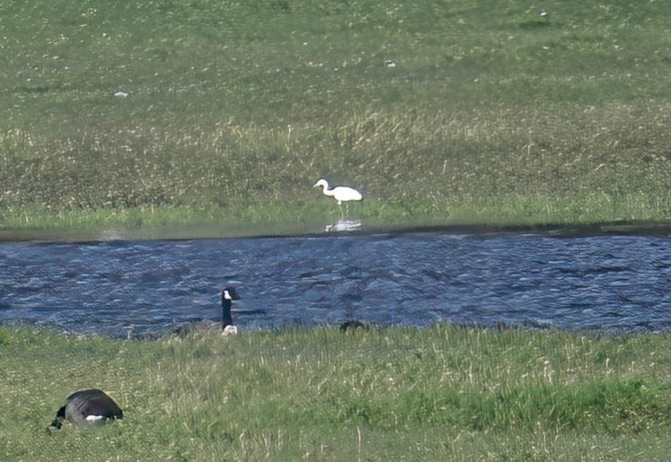 Little Blue Heron - ML641794346