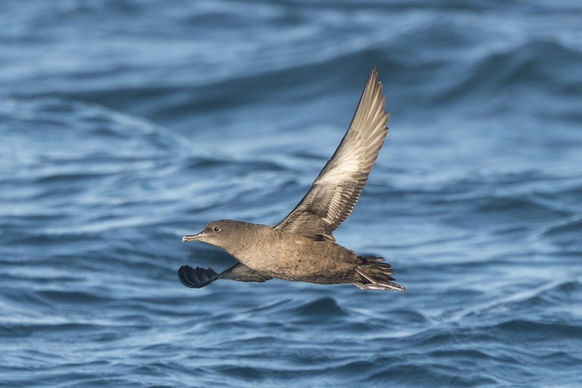 Sooty Shearwater - ML641794348
