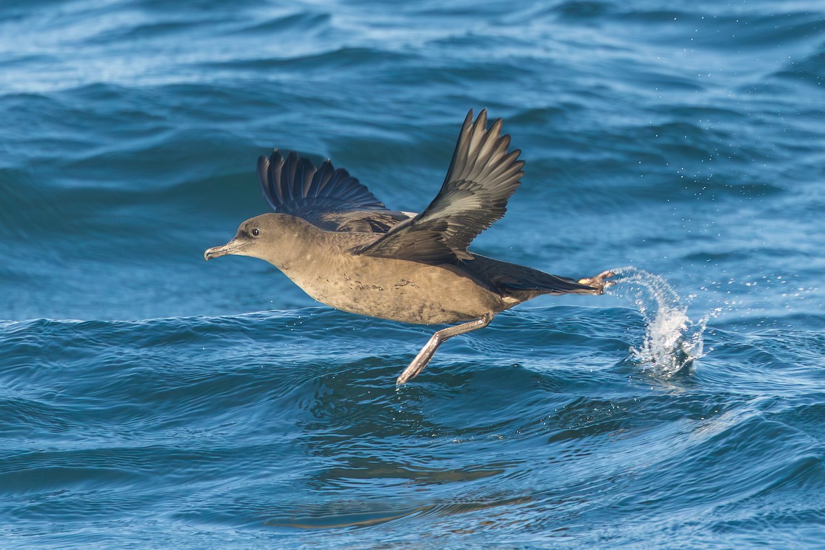 Sooty Shearwater - ML641794349