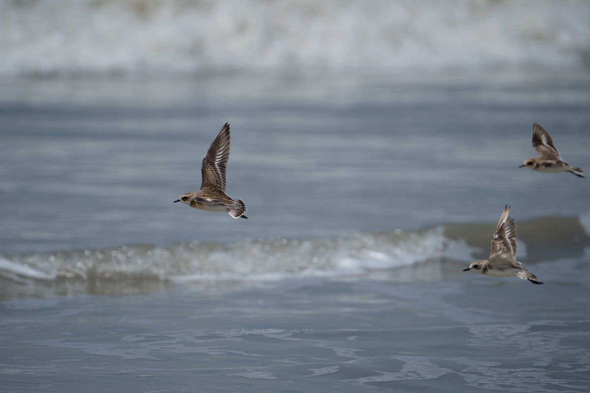 Tibetan Sand-Plover - ML641794361