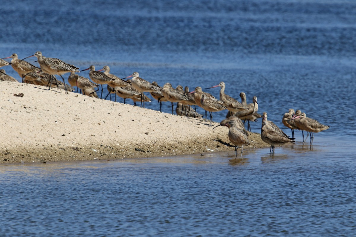 Marbled Godwit - ML641794368