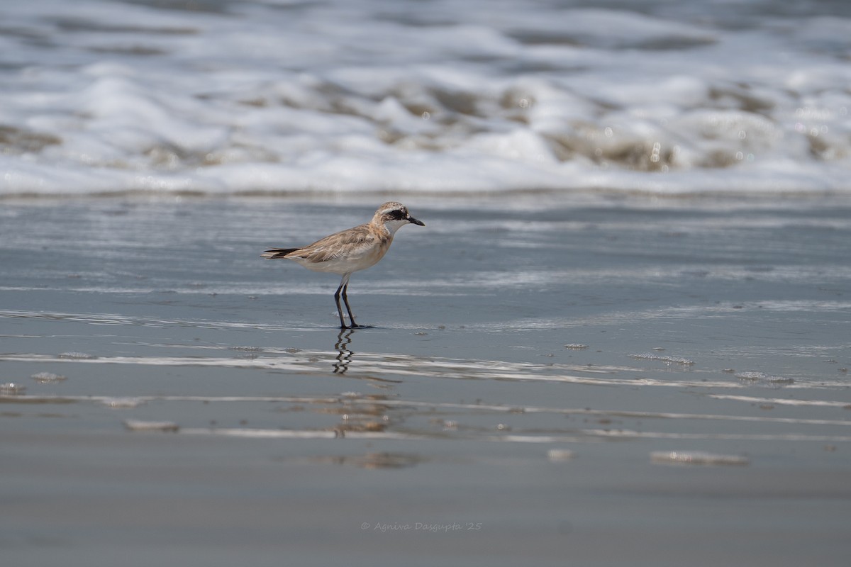Tibetan Sand-Plover - ML641794388