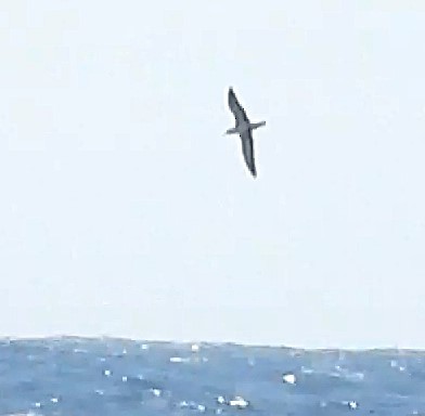Great Shearwater - ML641794409