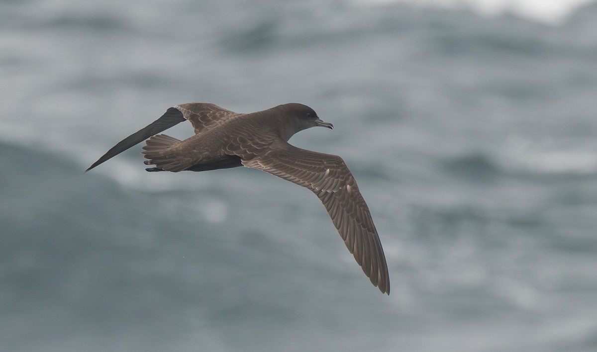 Short-tailed Shearwater - ML641794411