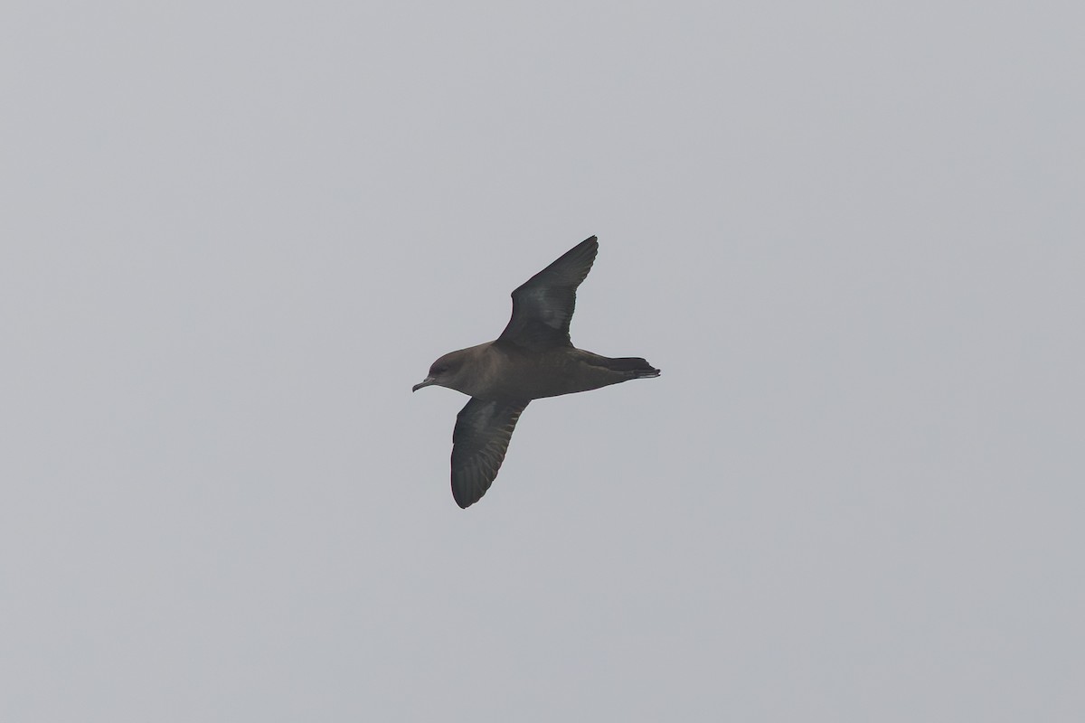 Short-tailed Shearwater - ML641794412