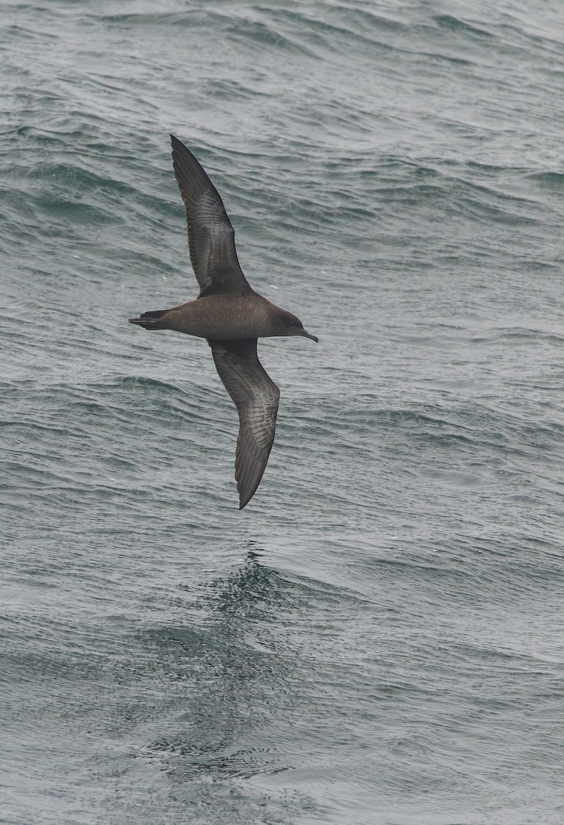 Sooty Shearwater - ML641794413