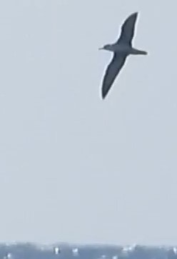 Great Shearwater - ML641794429