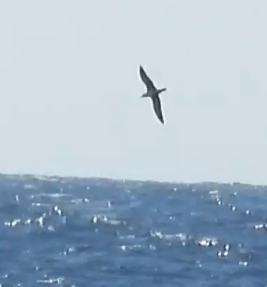 Great Shearwater - ML641794436