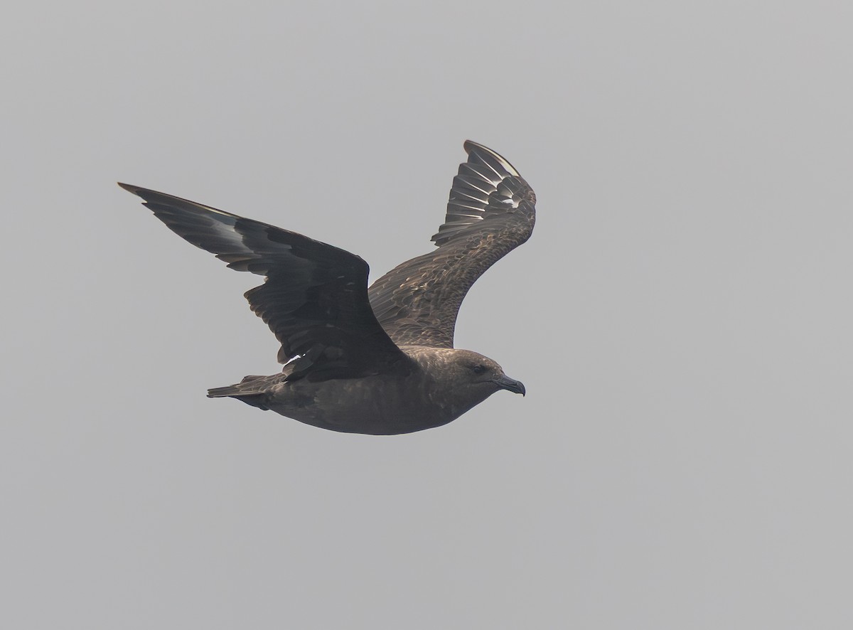 South Polar Skua - ML641794437