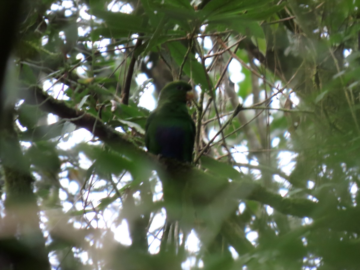 Blue-bellied Parrot - ML641794456