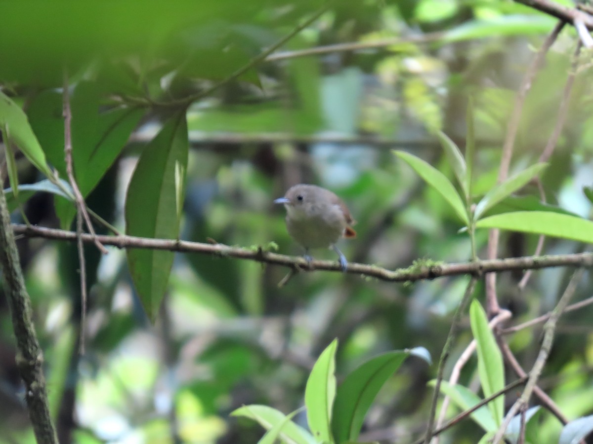 Unicolored Antwren - ML641794480