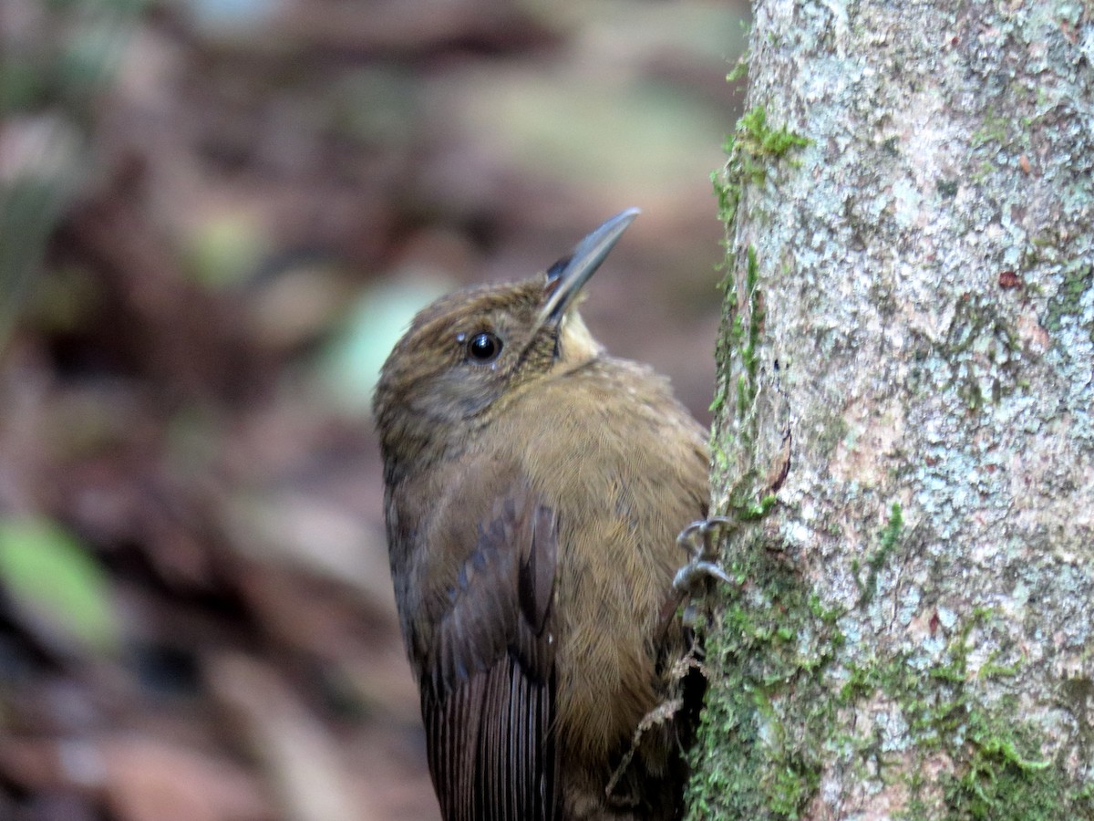 Plain-winged Woodcreeper (Plain-winged) - ML641794507