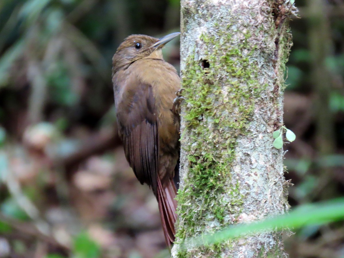 Plain-winged Woodcreeper (Plain-winged) - ML641794508