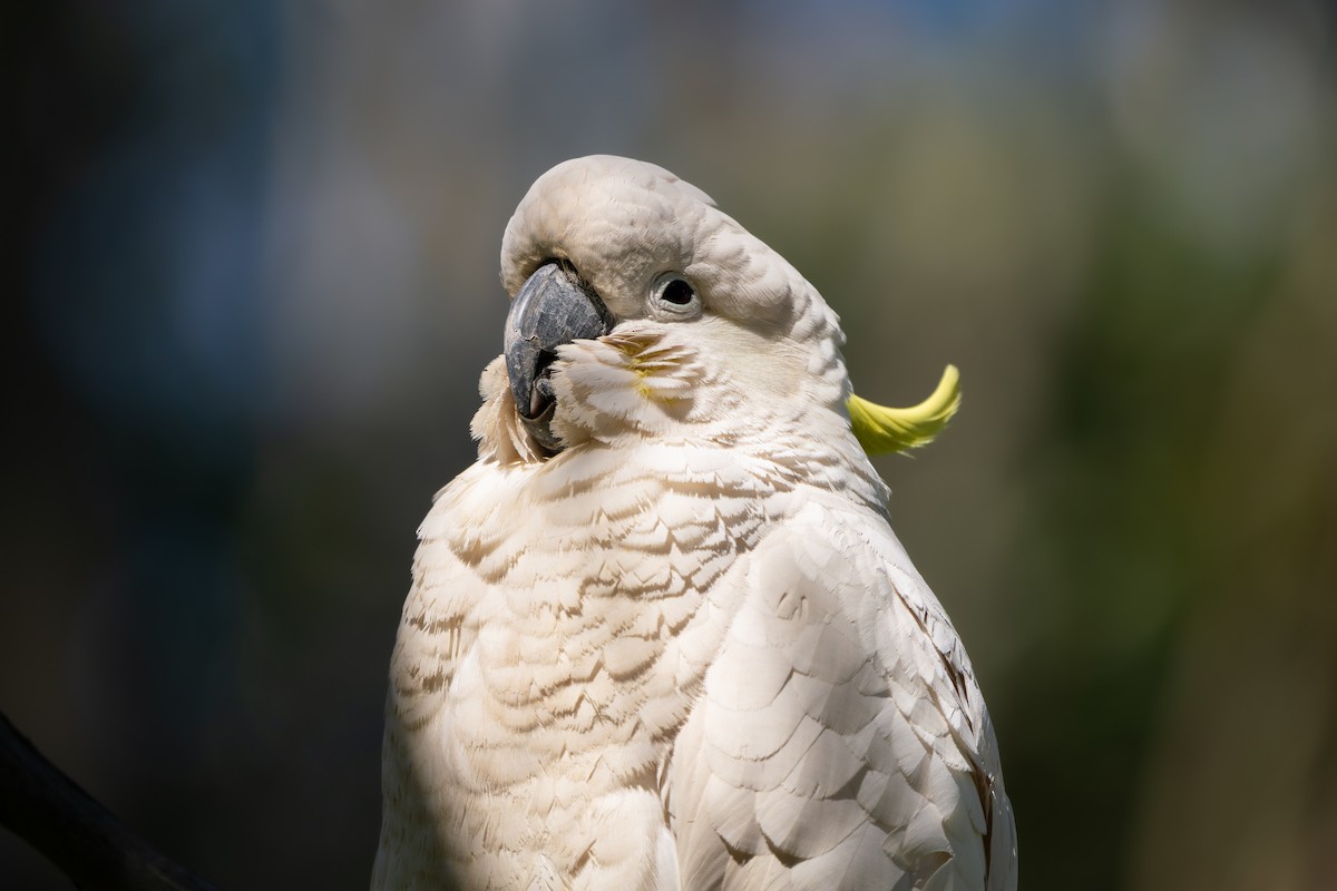 kakadu žlutočečelatý - ML641794513