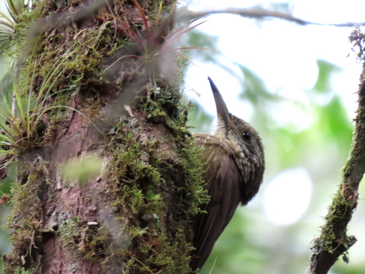 Planalto Woodcreeper - ML641794521