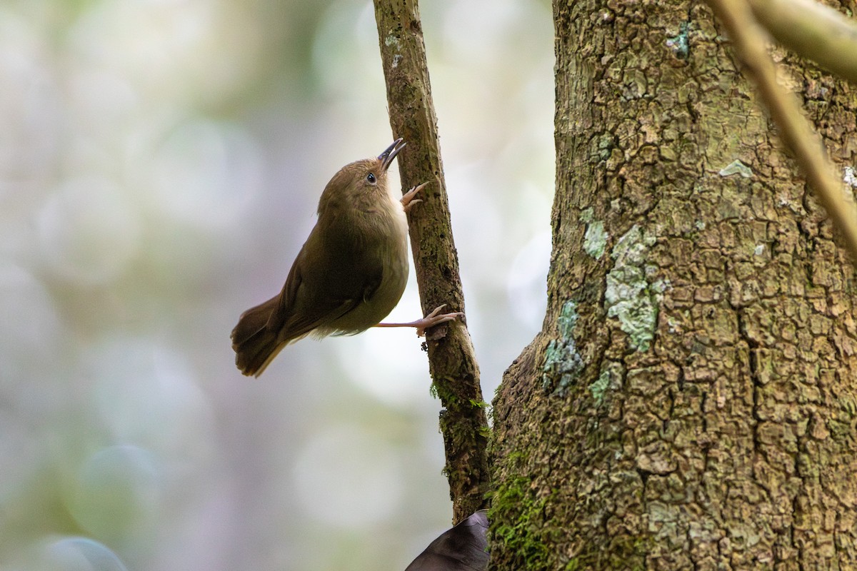 Large-billed Scrubwren - ML641794523