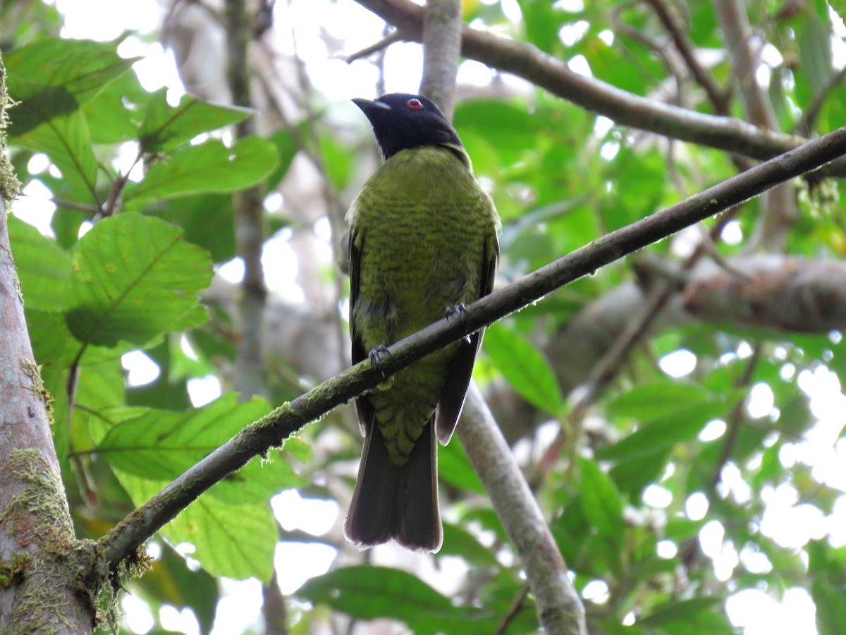 Black-headed Berryeater - ML641794532