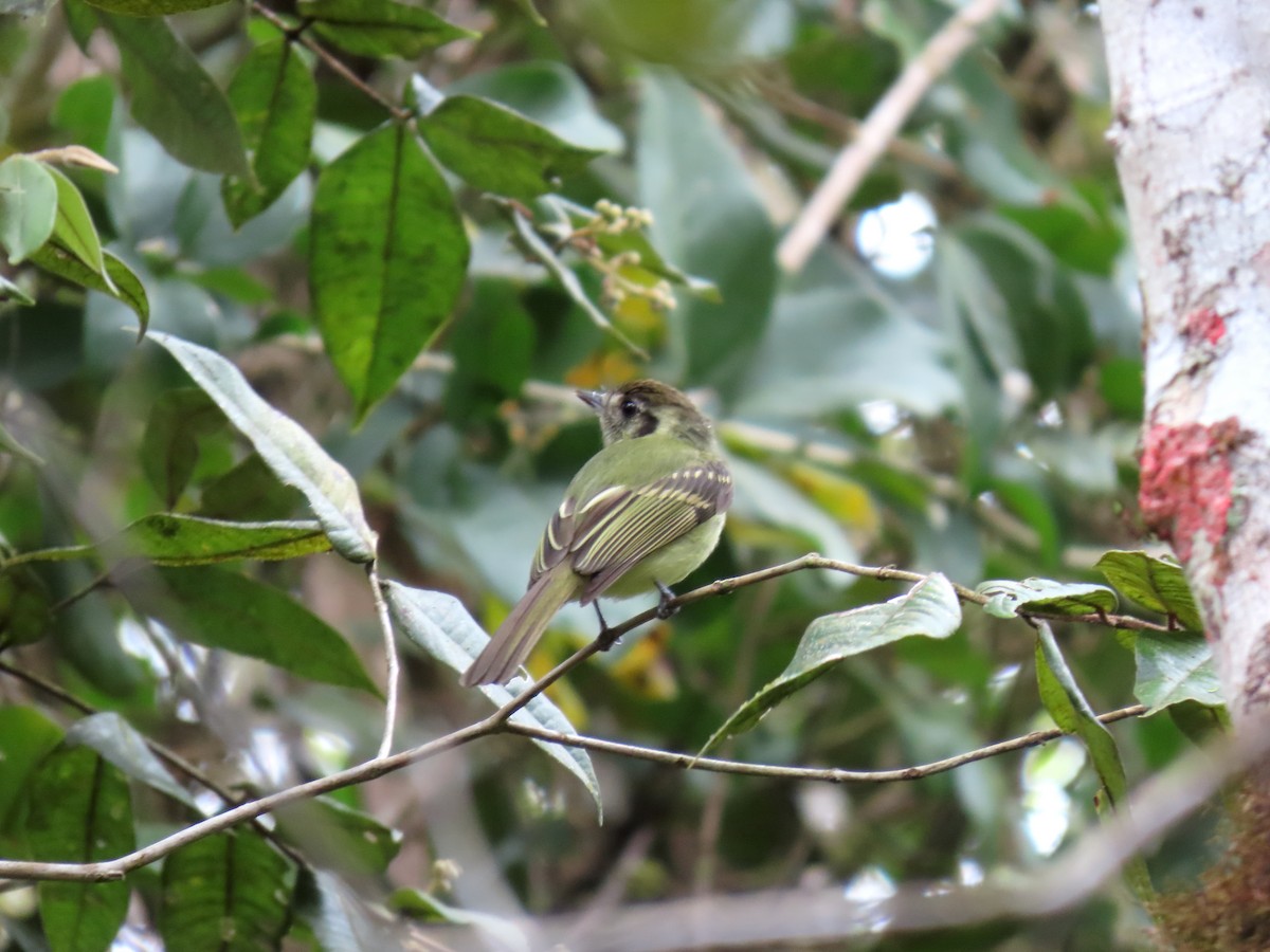Sepia-capped Flycatcher - ML641794539