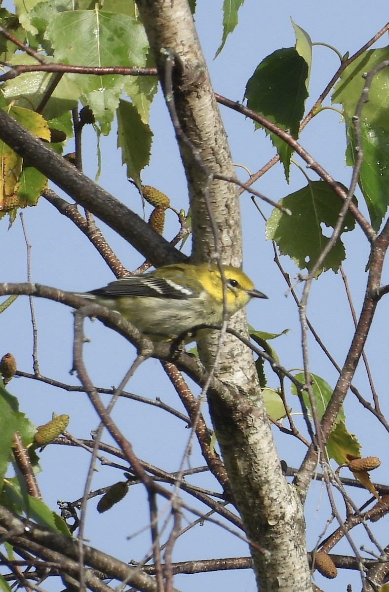 Black-throated Green Warbler - ML641794554