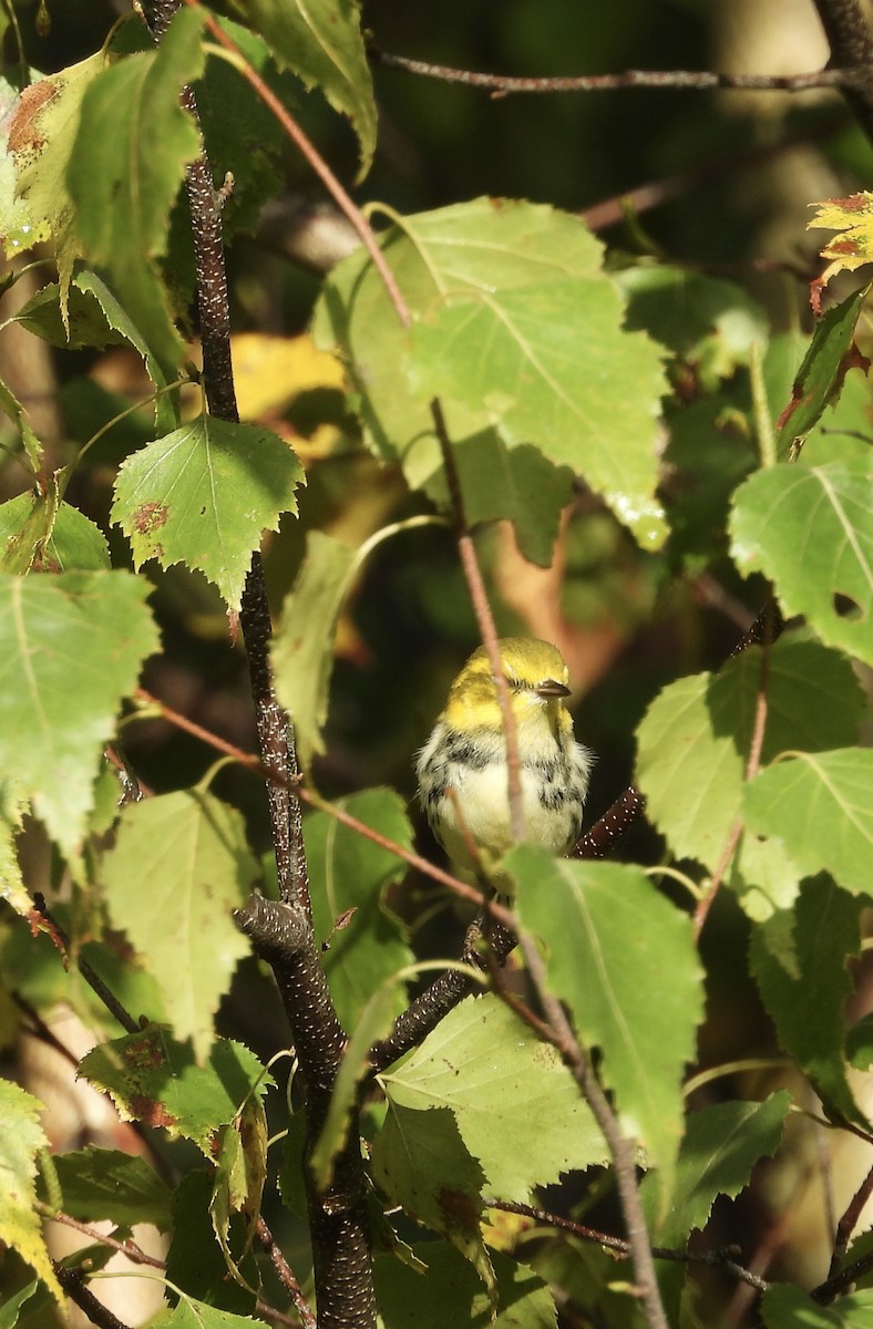 Black-throated Green Warbler - ML641794555