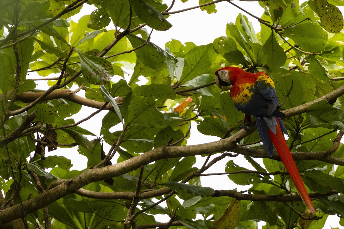 Scarlet Macaw - ML641794557
