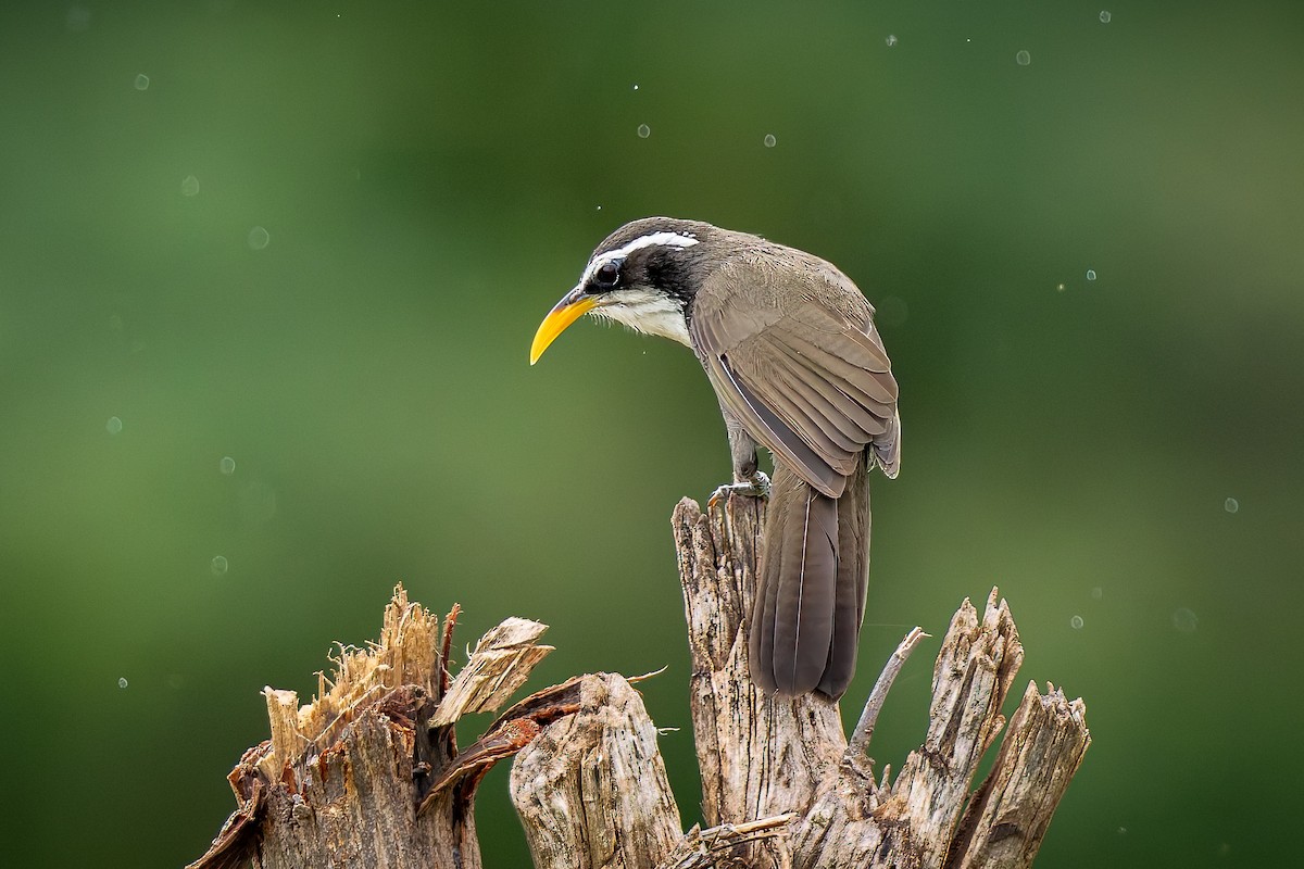 Horsfieldsäbler - ML641794583