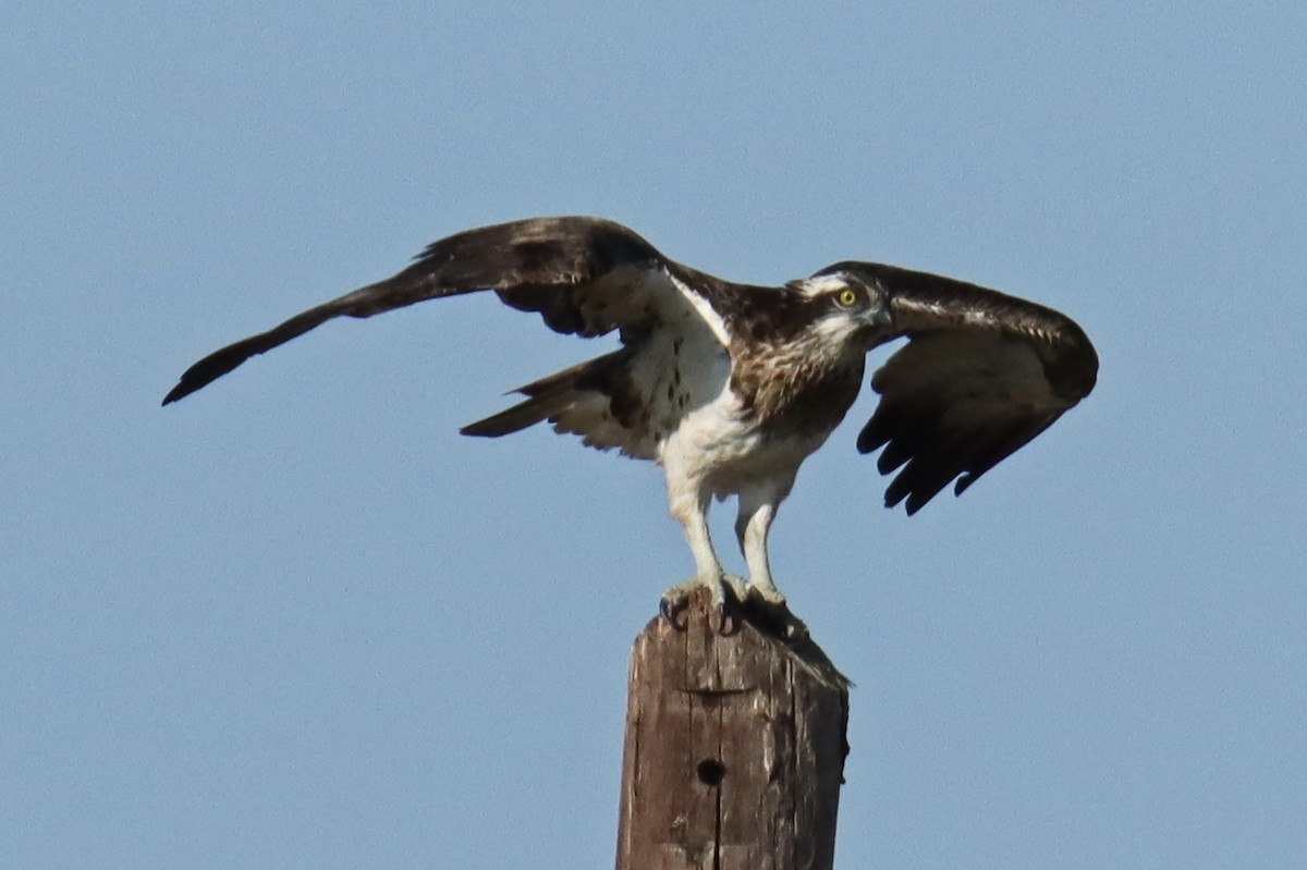 Falco pescatore - ML641794600