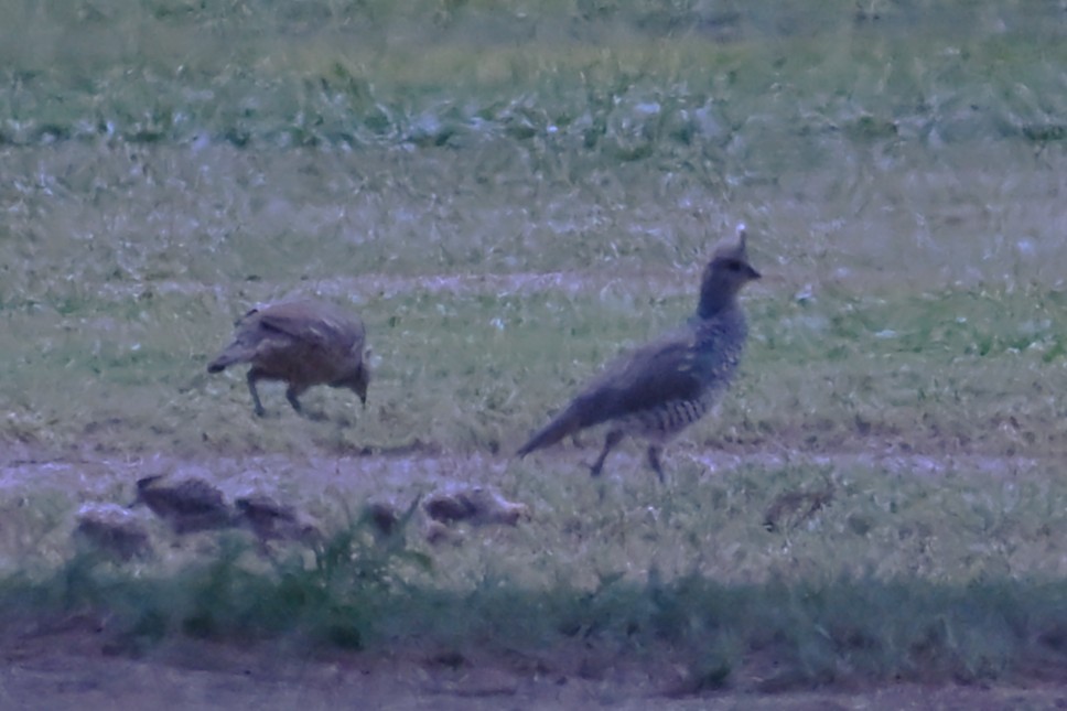 Scaled Quail - ML641794645