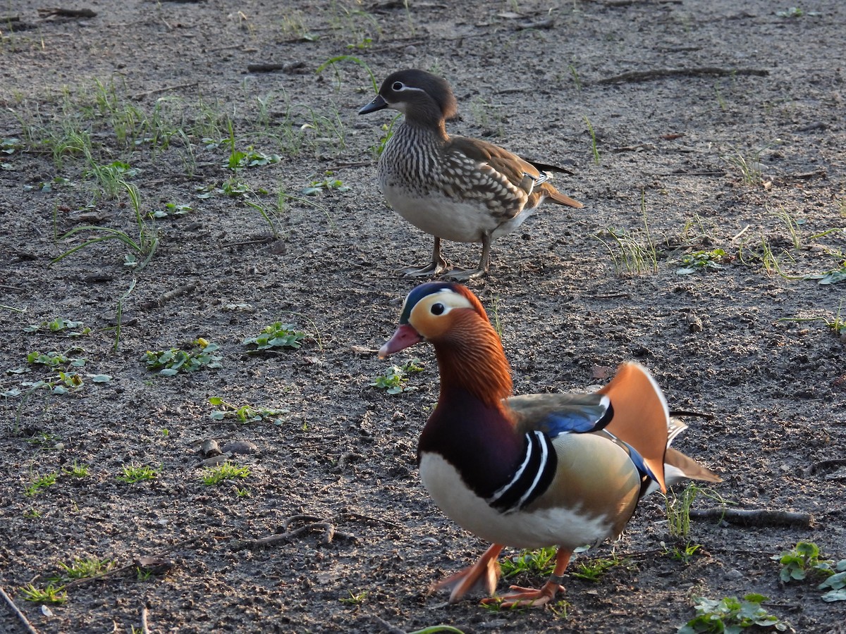 Mandarin Ördeği - ML641794648