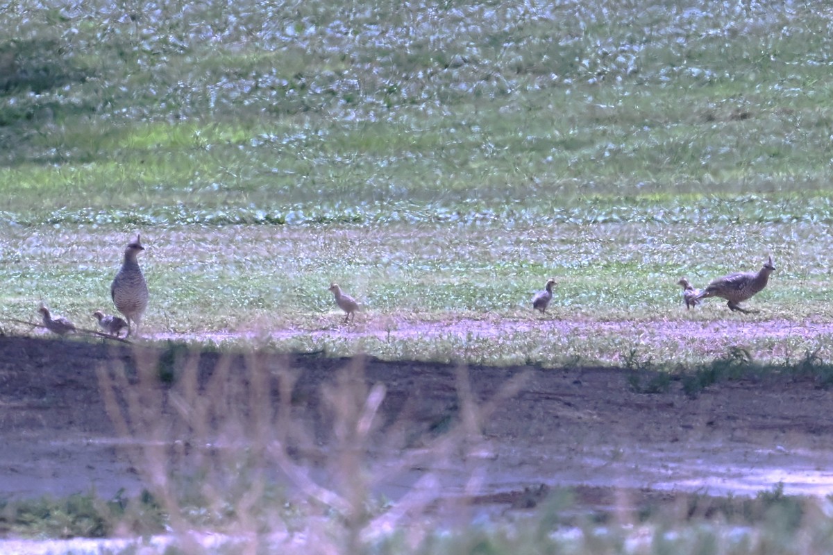Scaled Quail - ML641794662