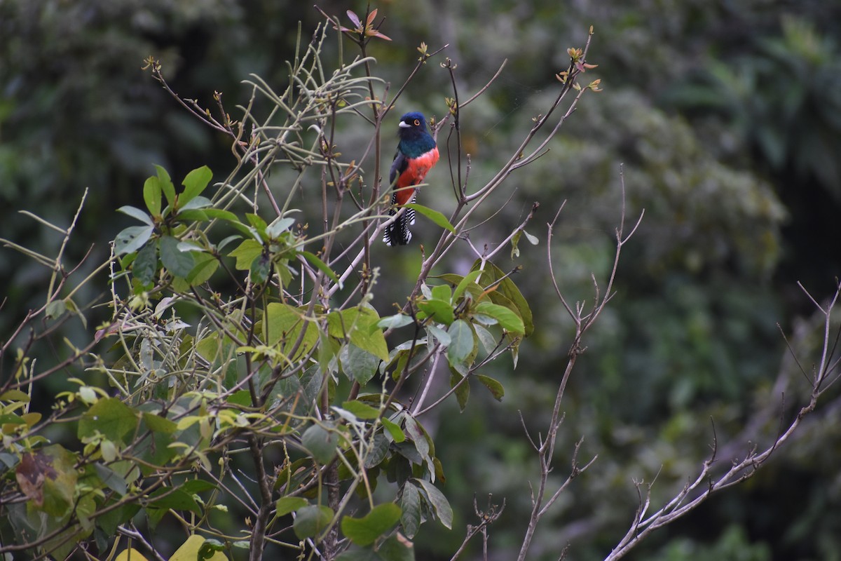 Blue-crowned Trogon - ML641794692