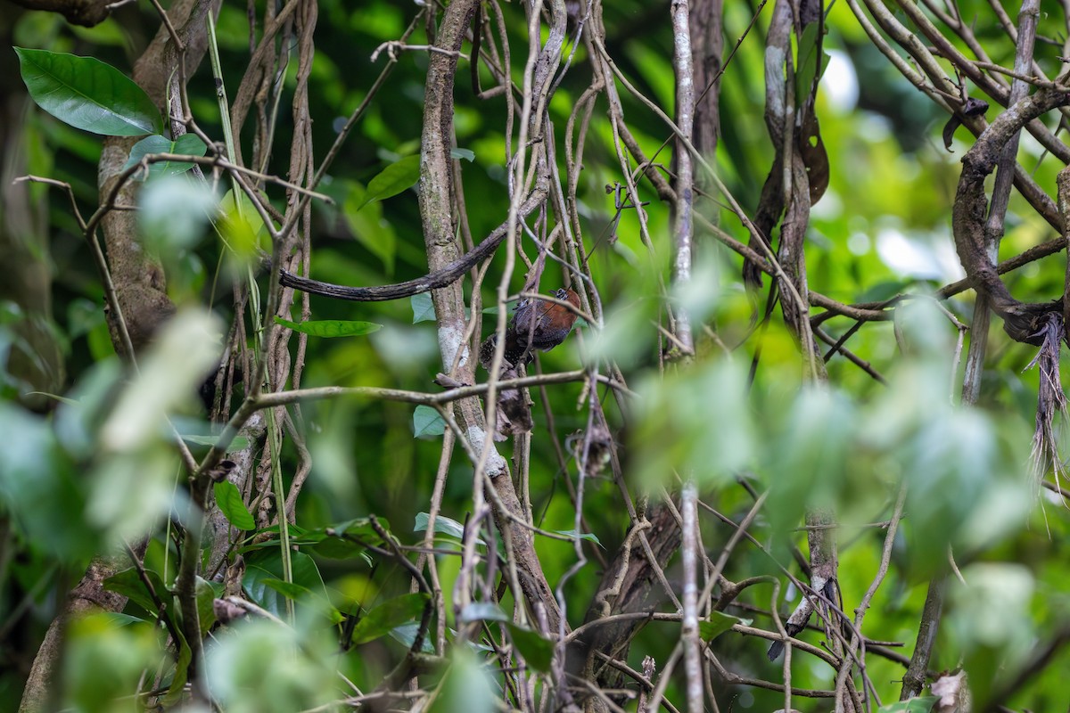Riverside Wren - ML641794694