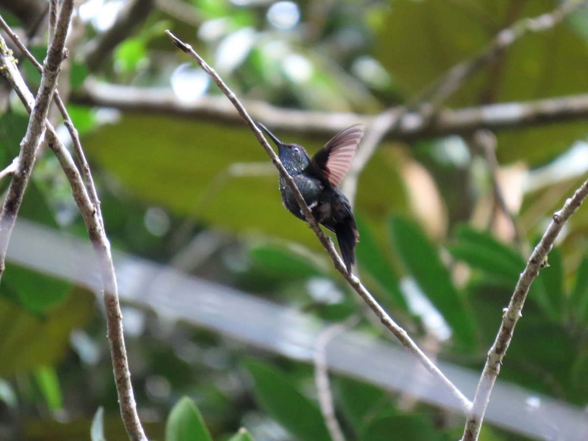 Violet-capped Woodnymph - ML641794698